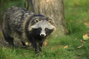 Procyonoides: Raccoon dog (Nyctereutes procyonoides), captive