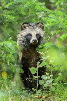 Procyonoides: Raccoon Dog (Nyctereutes procyonoides), in forest