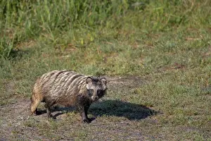 Procyonoides: Raccoon dog (Nyctereutes procyonoides), Lusatia