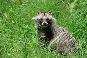 Procyonoides: Raccoon dog (Nyctereutes procyonoides) in a meadow