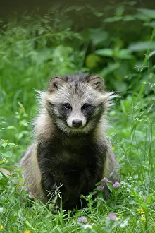 Procyonoides: Raccoon dog (Nyctereutes procyonoides) in a meadow