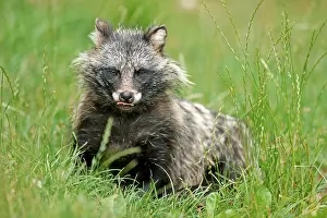 Procyonoides: Raccoon dog (Nyctereutes procyonoides) Old animal