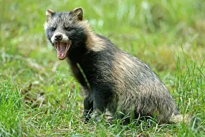 Procyonoides: Raccoon dog (Nyctereutes procyonoides) Puppy lying