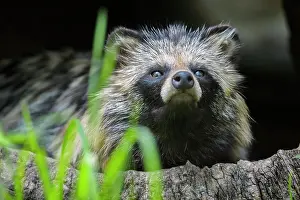 Procyonoides: Raccoon Dog (Nyctereutes procyonoides), sitting