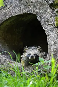Raccoon: Raccoon Dog (Nyctereutes procyonoides), sitting