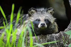 Raccoon: Raccoon Dog (Nyctereutes procyonoides), sitting