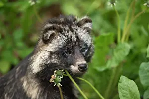 Procyonoides: Raccoon Dog (Nyctereutes procyonoides). Sk ones