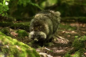 Procyonoides: Raccoon Dog (Nyctereutes procyonoides). Sk ones