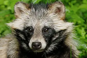 Procyonoides: Raccoon dog - portrait