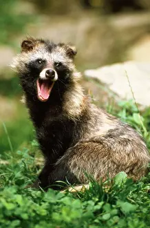 Nyctereutes: Raccoon Dog - young