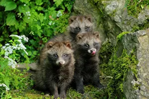 Procyonoides: Raccoon dog - three young ones