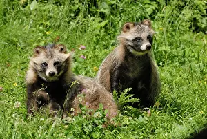 Procyonoides: Raccoon dogs