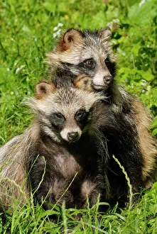 Procyonoides: Raccoon dogs