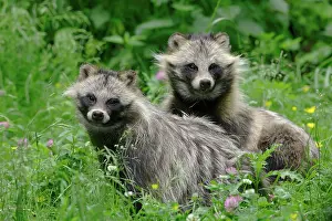 Procyonoides: Raccoon dogs (Nyctereutes procyonoides) in a meadow