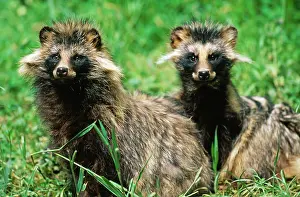 Procyonoides: RACCOON DOGS - x two sitting, facing camera