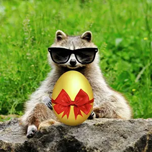 310320: Raccoon with Easter egg wearing sunglasses