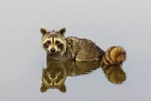 Raccoon: Raccoon feeding in wetland, Marion County, Illinois