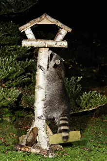 Stealing: Raccoon - In garden at night, climbing bird feeding