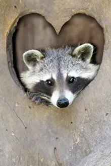 Lotor: Raccoon - peering out of entrance to den