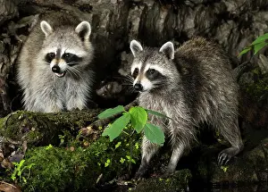Lotor: Raccoon, Pennsylvania, USA