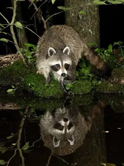 Lotor: Raccoon, Pennsylvania, USA