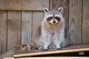 Procyonid: Raccoon (Procyon lotor)
