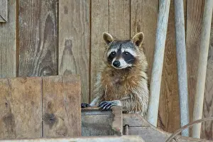 Procyonid: Raccoon (Procyon lotor)
