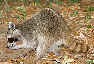 Procyonidae: Raccoon (Procyon lotor) adult eating grubs