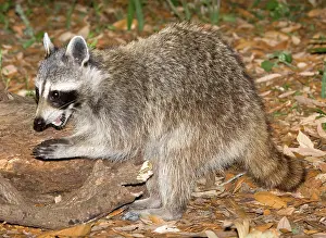 Procyonidae: Raccoon (Procyon lotor) adult eating grubs