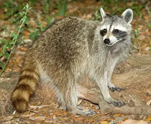 Procyonidae: Raccoon (Procyon lotor) adult foraging