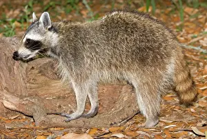 Procyonidae: Raccoon (Procyon lotor) adult foraging