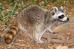 Procyonidae: Raccoon (Procyon lotor) adult foraging