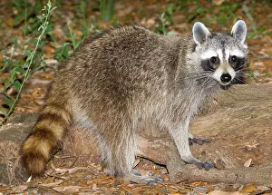 Procyonidae: Raccoon (Procyon lotor) adult foraging