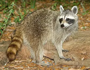 Procyonidae: Raccoon (Procyon lotor) adult foraging