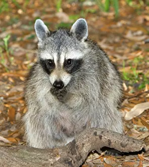 Procyonidae: Raccoon (Procyon lotor) adult foraging