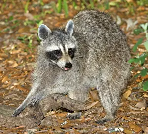 Procyonidae: Raccoon (Procyon lotor) adult foraging