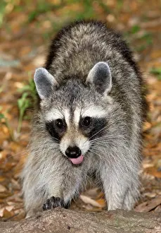 Procyonidae: Raccoon (Procyon lotor) adult foraging