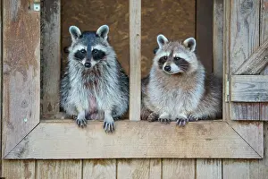 Procyonid: Raccoon (Procyon lotor), two animal sits in wooden window