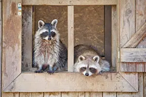 Procyonid: Raccoon (Procyon lotor), two animal in wooden window