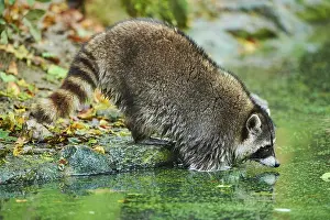 Thirst: Raccoon (Procyon lotor) on the bank of a pond, captive