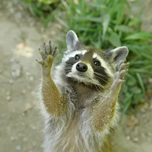 Lotor: Raccoon (Procyon lotor) begs for food, animal portrait