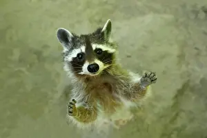 Procyonid: Raccoon (Procyon lotor) begs for food, captive