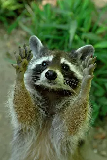 Lotor: Raccoon (Procyon lotor) begs for food, captive