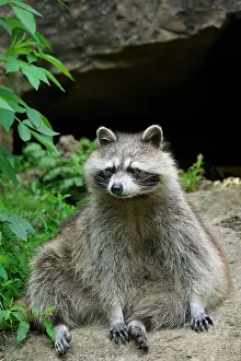 Lotor: Raccoon (Procyon lotor), captive, Germany, Europe