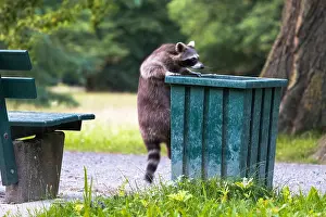 Waste: Raccoon (Procyon lotor) climbing on litter bin in