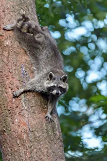 Lotor: Raccoon (Procyon lotor), climbing on tree