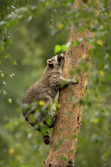 Lotor: Raccoon (Procyon lotor) climbing up a tree, captive