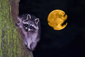 Lotor: Raccoon (Procyon lotor), climbing a tree trunk during
