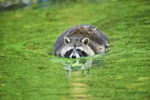Duckweed: Raccoon (Procyon lotor) floating in a pond, captive