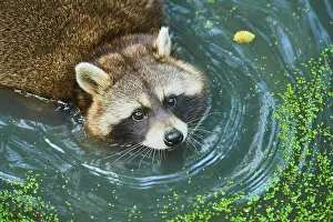 Lotor: Raccoon (Procyon lotor) floats in water, captive